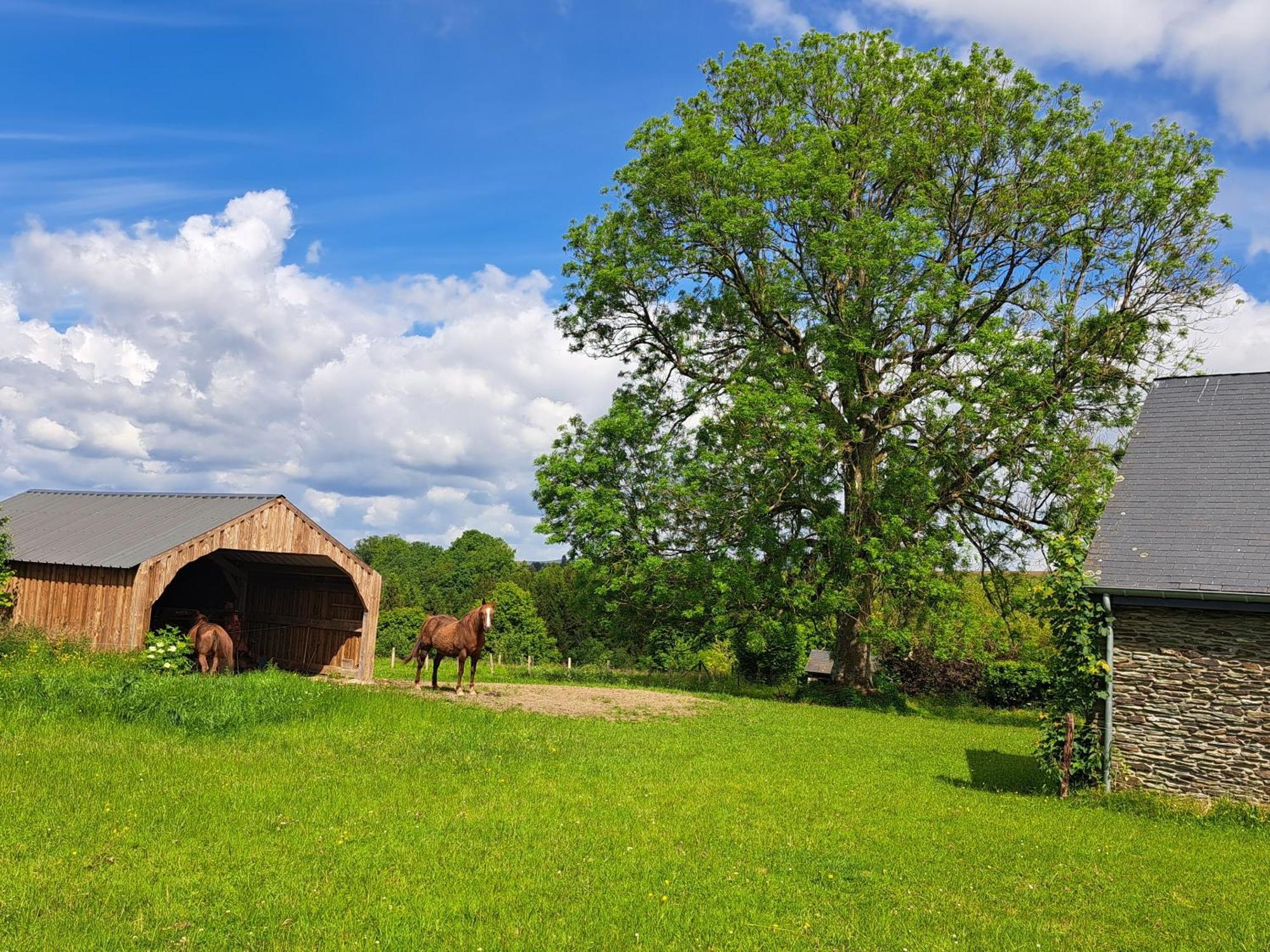 Gite L'Olivier A Filly - Nadrin, Entre Houffalize Et La Roche-En-Ardenne 外观 照片