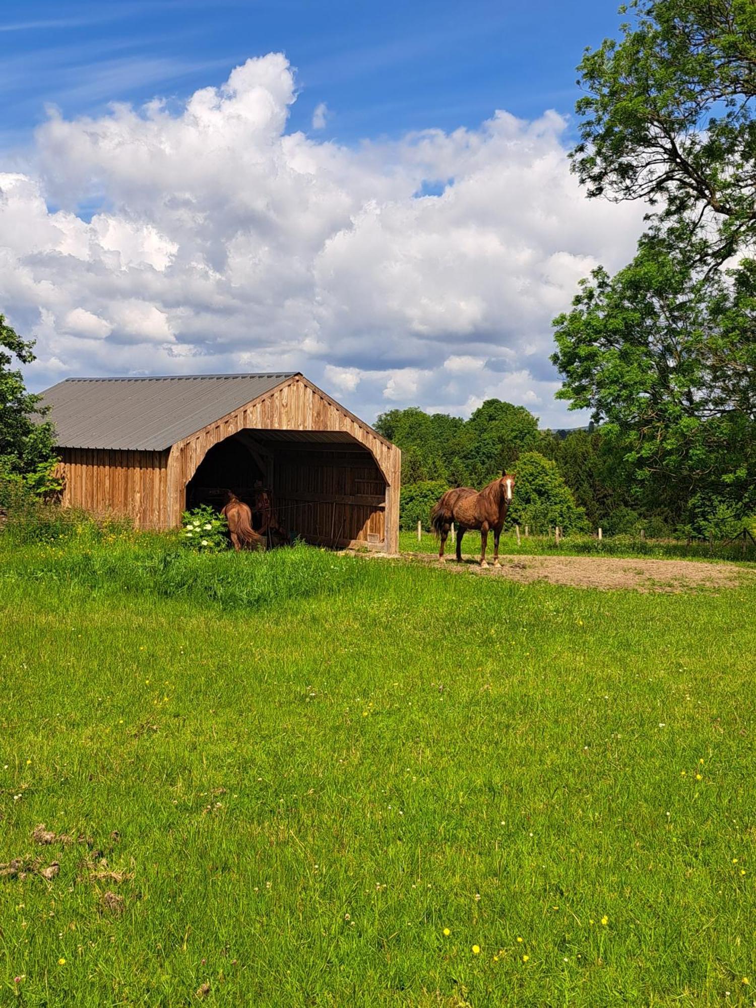 Gite L'Olivier A Filly - Nadrin, Entre Houffalize Et La Roche-En-Ardenne 外观 照片